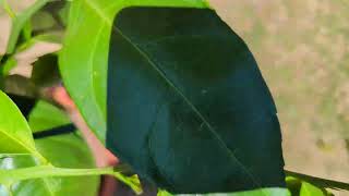 Tangerine Dreams - Arctic Frost Satsuma - April 8, 2026