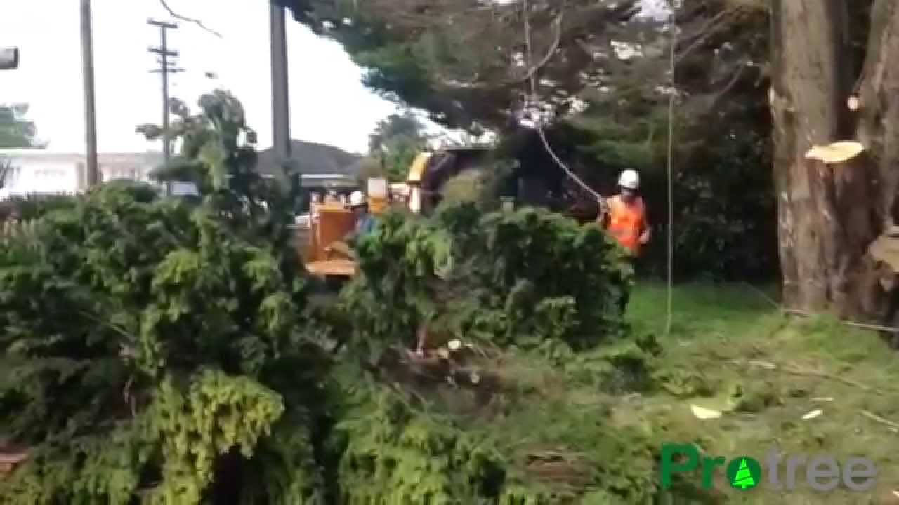 Protree - large tree removal