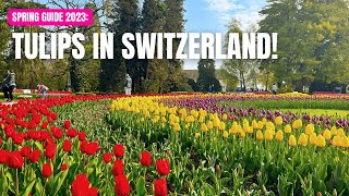 MORGES TULIP FESTIVAL 2023: FREE THINGS TO DO IN SWITZERLAND 🇨🇭