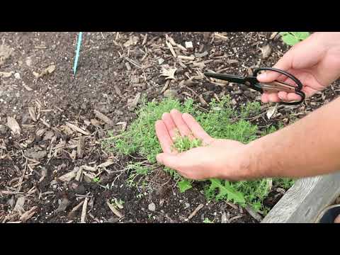 Video: Ar galite sumažinti sėklą – sužinokite, kaip ir kada genėti sėklinius augalus