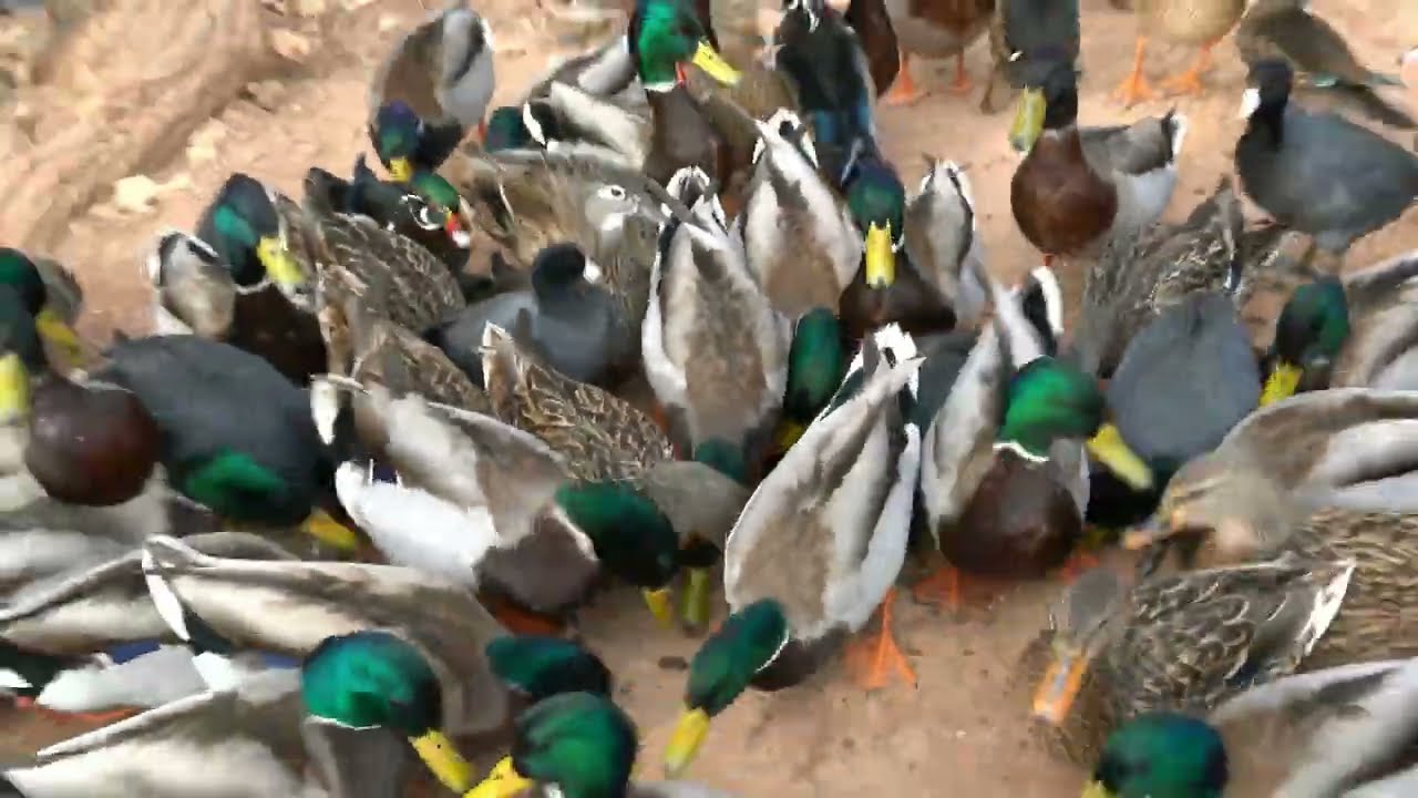 Birds and other critters in Southern Utah in January 2025.