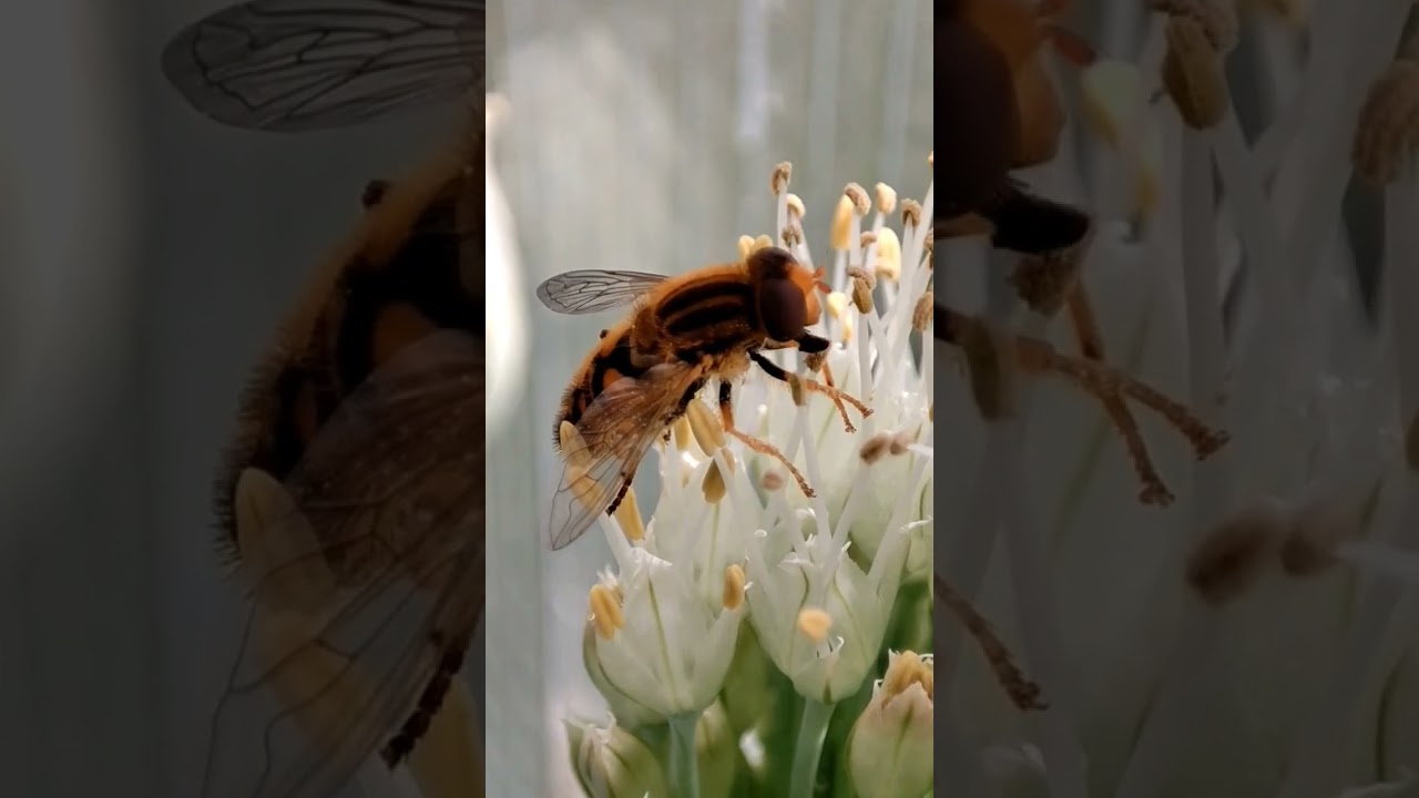 Hover flies, also called flower flies or syrphid flies. Open the description to learn more. 
