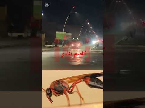 الخراب التام من گولميم واد نون