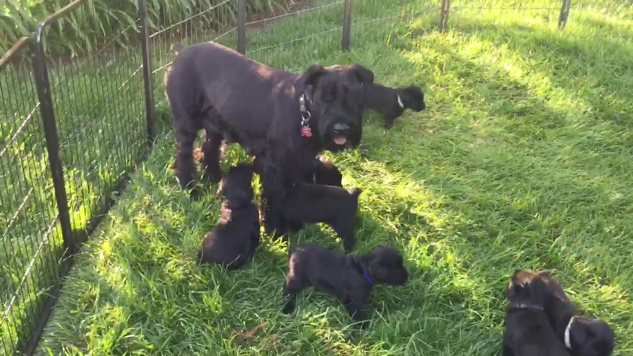Giant Schnauzer Protection Dog Sales Giant Schnauzer Protection Dog Sales