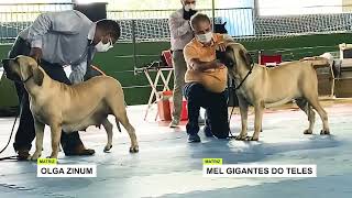 GRANDE EXPOSIÇÃO CBKC DE CÃES TODAS AS RAÇAS