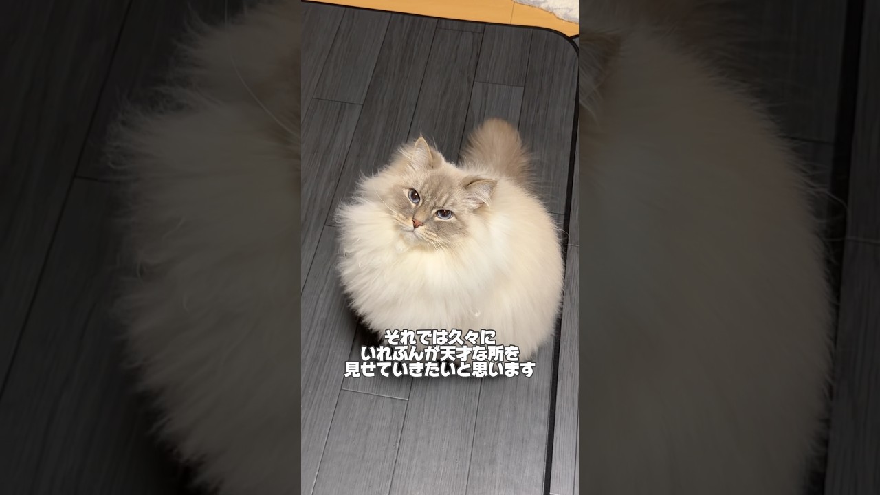 【俳優猫】いれぶんは天才猫である。 #cat #サイベリアン #ネヴァマスカレード #猫 #shorts