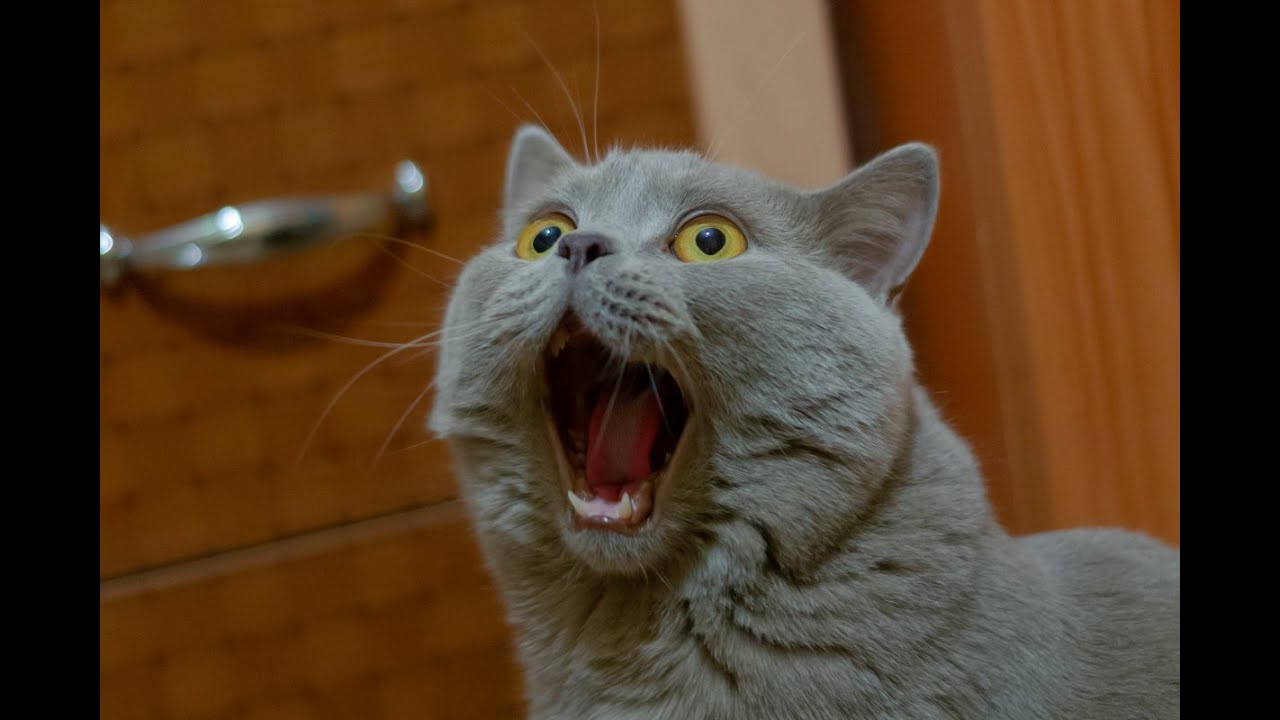 Funniest CATS and DOGS from reddit