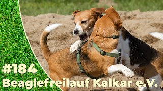 Frühlingsgebeagle