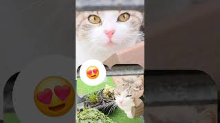#granadaeverland #gatosfofos #cat #gatoshermosos #catvideos #catlovers