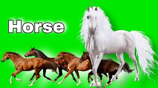 horse white green screen, | घोड़ा सफेद हरी स्क्रीन