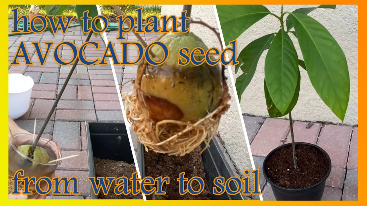 How To Plant Avocado Tree In Soil Transplanting An Avocado Seed From How to plant avocado tree in soil transplanting an avocado seed from