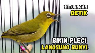 Pleci Betina Birahi Memanggil Jantan, Pleci Jantan Langsung Gacor