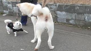 【秋田犬ゆうき】大きいと言うだけで吠えられてばかりだけどボクにも遊んでくれる友だちはいる【akita dog】