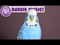 Music for budgies relax your anxious or restless budgie with music