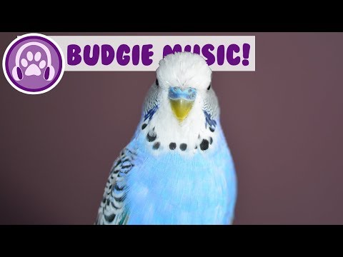 Music for Budgies! Relax Your Anxious or Restless Budgie with Music!