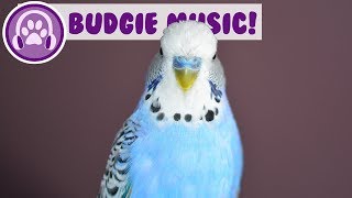Music for Budgies! Relax Your Anxious or Restless Budgie with Music! screenshot 4