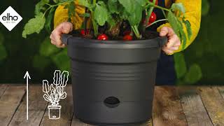 Green Basics Tomato Pot