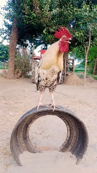 cock crowing sound #rooster #chicken #shorts