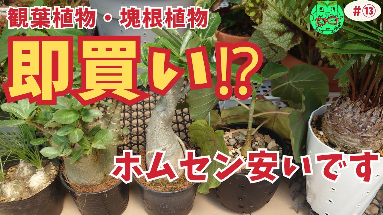 観葉植物・塊根植物を安く買う方法】ホームセンターで半額以下で 観葉植物・塊根植物を安く買う方法】ホームセンターで半額以下で
