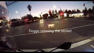 What are you doing in the middle of the street!?| Going to get pizza | Motovlog #9