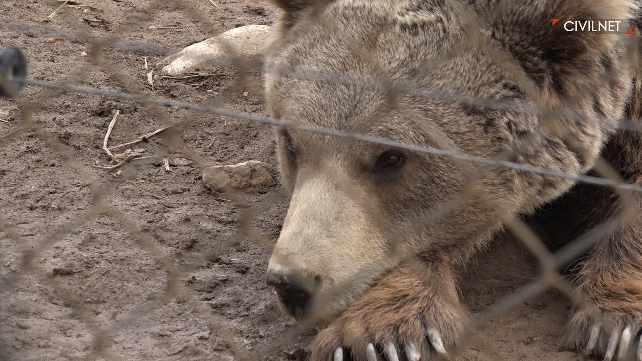 Straight to Urtsadzor | Թիմը գնում է Ուրցաձոր