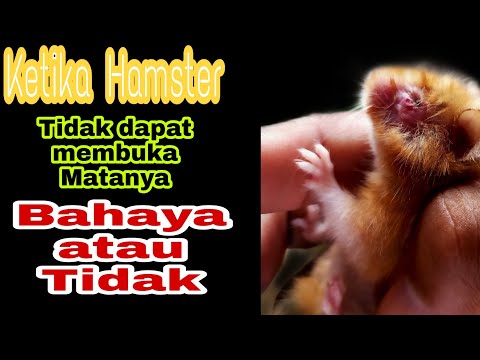 Sakit Mata pada Hamster || Mata hamster kalian tidak dapat terbuka, bisa di sembuhkan ?