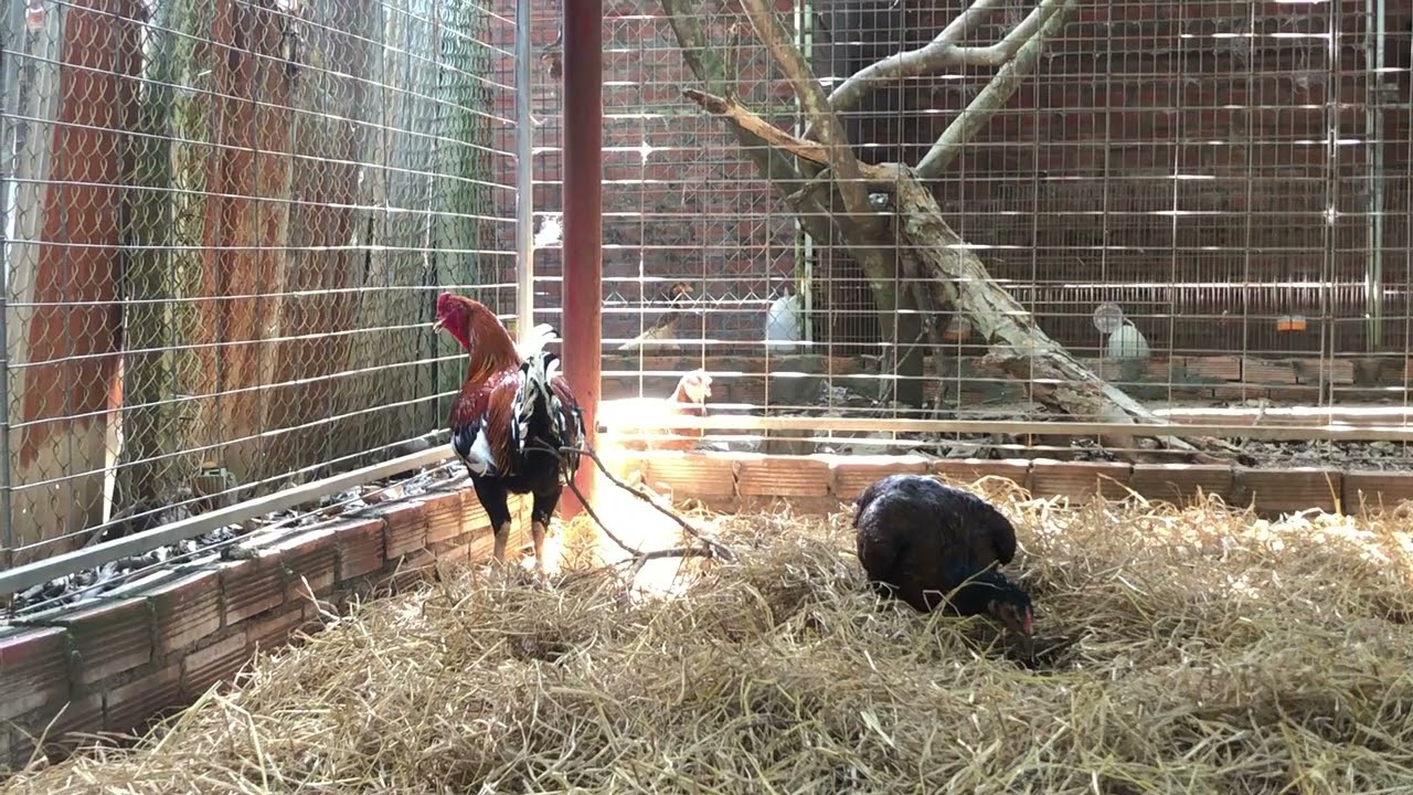 Peru và cách lai tạo bên mình ae tham khảo (P2)