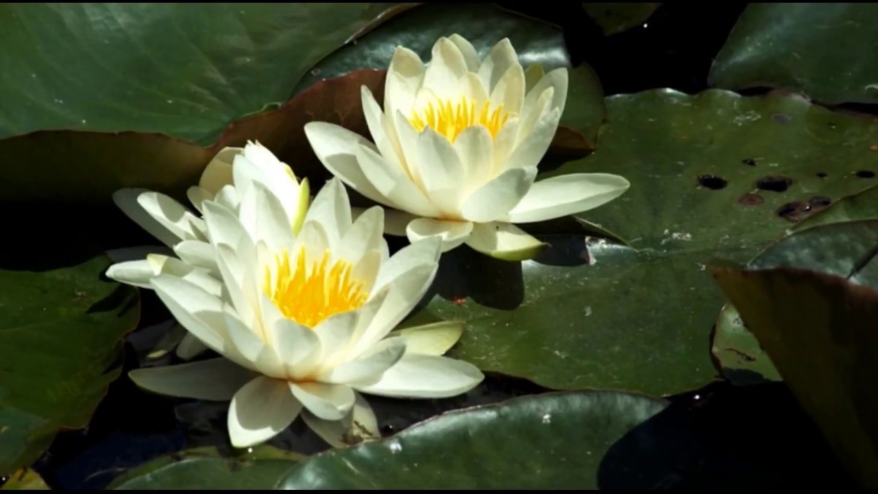 цветы 2008. фото цветов красивых разных. тюльпан. яркие цветы хризантемы ромашка. космея в палисаднике.