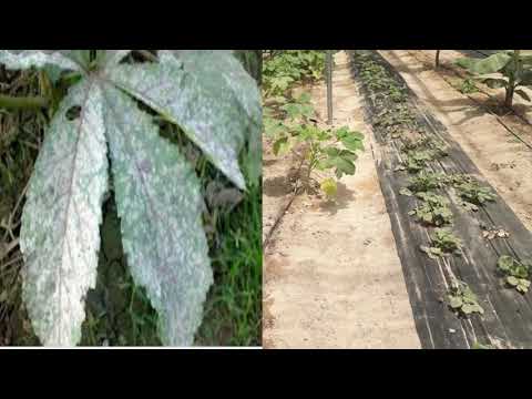 فيديو: فيروس الفسيفساء في نباتات البامية - كيفية التعرف على البامية بفيروس الفسيفساء