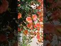 Flowers in the rain 비 젖은 능소화 #nature #flowers