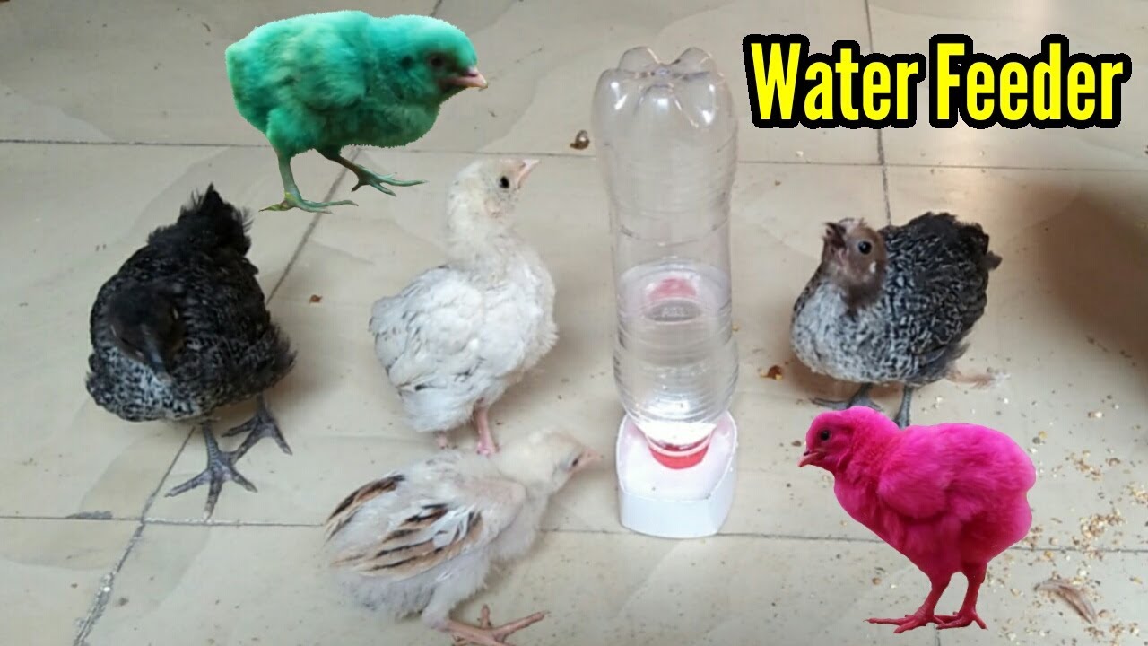 Little Chicks Bird  Water Feeder || Head & Shoulders Bottle Water Feeder \ 3mb Vlogs