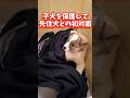 【感動】野良犬だった子犬が家族になり兄妹と初めて会った瞬間#shorts #こてもみ日記