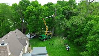 Truelove Services - Dual Tree Trimming