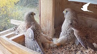 Adolescent kestrels -This Nest Ain't big enough for both of us- They flew of fine