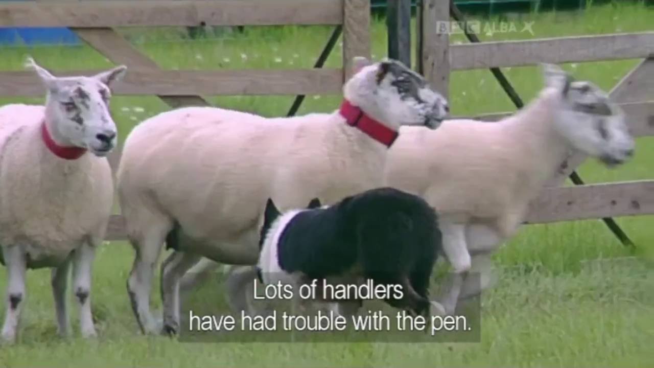 black dog names Stuart Davidson & George Scottish National 2011