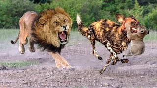 Падение ЛЬВОВ?  лев против диких СОБАК разразилась война Лучшая атака животных