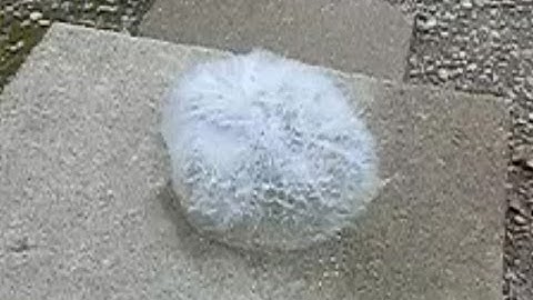 Slow Motion - Bouncing Water Balloons