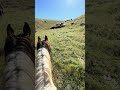 Herding cattle instead of Building 😁  I love my life 