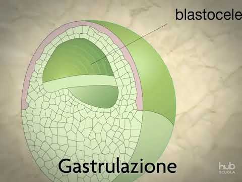 Video: Quando si è formato il blastopore?