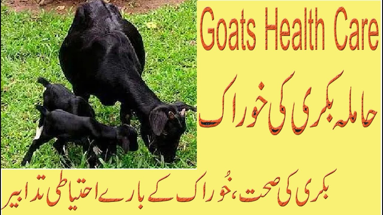 Goat Health care/Rooftop goat farming/Pregnancy/ Goat kids/Goat shed