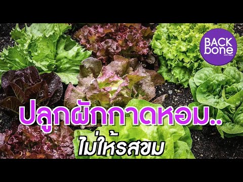 วีดีโอ: ป้องกันผักกาดหอม - จะทำอย่างไรเมื่อผักกาดหอมบาน