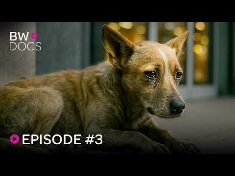 THE POWER OF RESCUE: SAFE'S MISSION TO SAVE FORGOTTEN DOGS | TAKE ME HOME