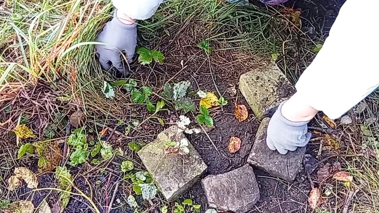 Нашли Клубнику Пересадили Ноябрь 2025