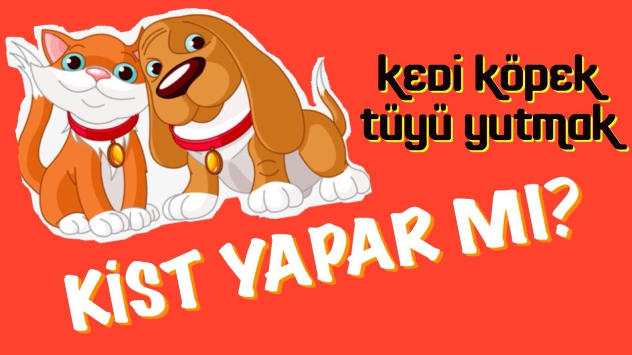 10 Veterinere Sorduk Kedi Kopek Tuyu Yutmak Kist Yapar Mi Youtube