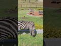 Zebras Keeping The Lalashe Mara Ripoi Camp Lawns Neat Wildlife ShortsAfrica Zebras Keeping The Lalashe Mara Ripoi Camp Lawns Neat Wildlife ShortsAfrica