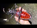 "世界最大の甲虫"タイタンオオウスバカミキリの捕まえ方