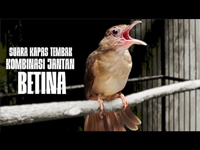 SUARA NGEBREN KAPAS TEMBAK | KOMBINASI JANTAN-BETINA‼️BUAT PANCINGAN-MASTERAN class=