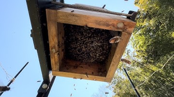 Observing and Capturing a Japanese Honey Bee Swarm: A Week in the Life of a Japanese Beekeeper
