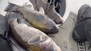 November, catch and cook Tautog!