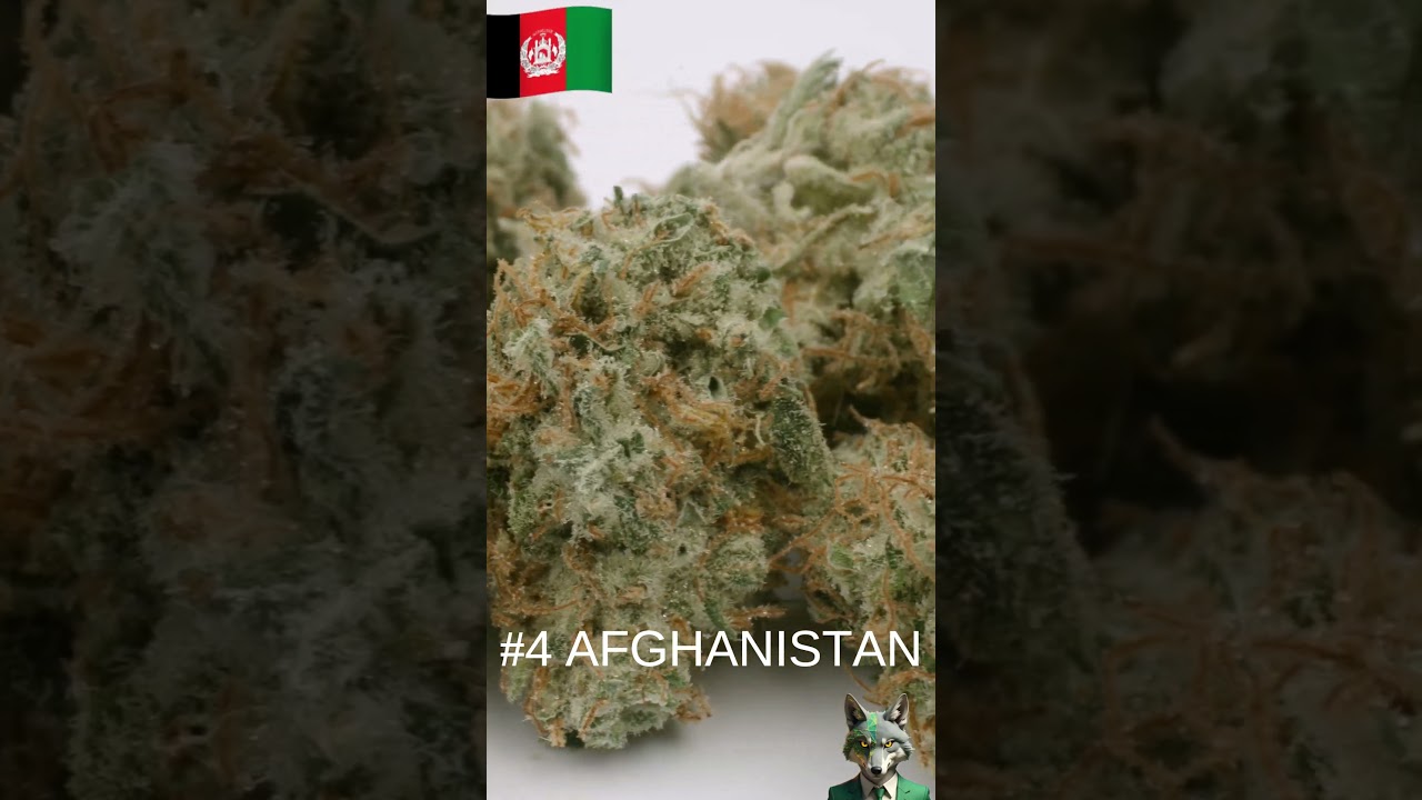 Top 5 Cannabis Producers in 2025 – Ranked from 5️⃣ to 1️⃣! 🚀